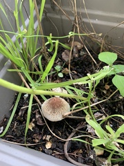 Psathyrella bipellis