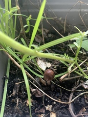 Psathyrella bipellis