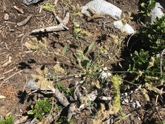 Phacelia mutabilis