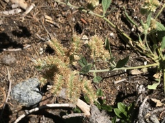 Phacelia mutabilis