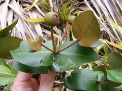 Mitranthes clarendonensis