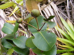 Mitranthes clarendonensis