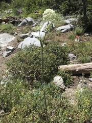 Angelica tomentosa