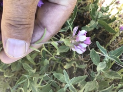 Orthocarpus cuspidatus