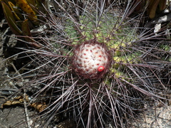 Melocactus ernestii