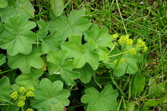 Alchemilla propinqua