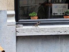 Passer domesticus