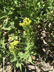 Solidago elongata