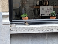 Passer domesticus