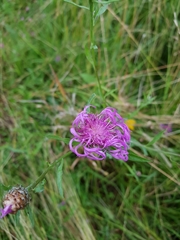 Centaurea jacea
