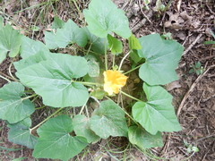 Cucurbita maxima