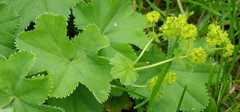 Alchemilla propinqua