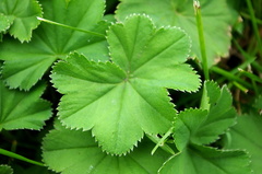 Alchemilla propinqua