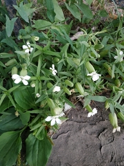 Silene procumbens