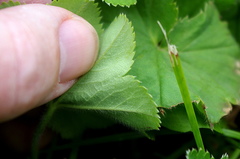 Alchemilla propinqua