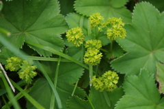 Alchemilla propinqua