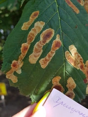 Cameraria ohridella