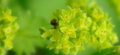 Alchemilla propinqua