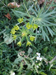 Euphorbia virgata