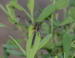 Leucorrhinia proxima