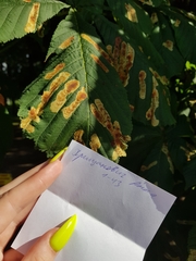 Cameraria ohridella