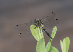 Leucorrhinia proxima