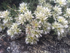 Paronychia argyrocoma