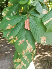 Cameraria ohridella