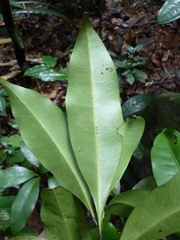 Synsepalum ntimii