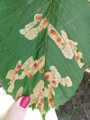 Cameraria ohridella