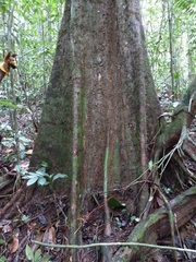 Synsepalum ntimii