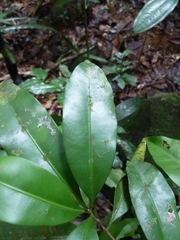 Synsepalum ntimii