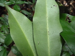 Synsepalum ntimii