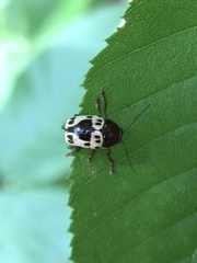 Cryptocephalus mutabilis