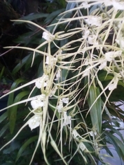 Brassia verrucosa