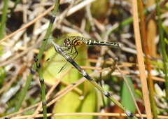 Nannothemis bella