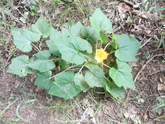 Cucurbita maxima