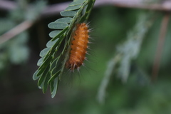 Pygarctia roseicapitis