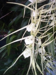 Brassia verrucosa