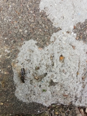 Lasius