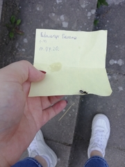 Lasius