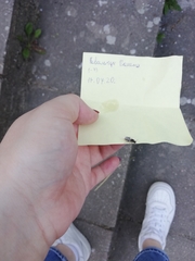 Lasius