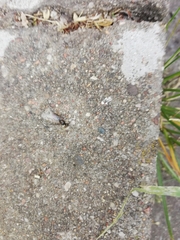 Lasius
