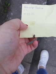 Lasius