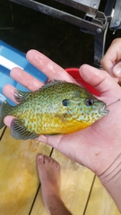 Lepomis gibbosus × macrochirus