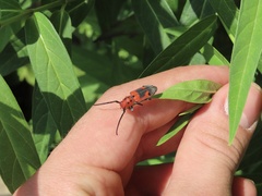 Tetraopes melanurus