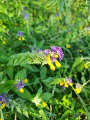 Melampyrum nemorosum