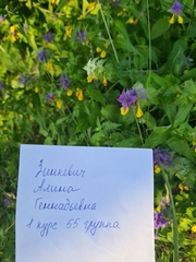 Melampyrum nemorosum