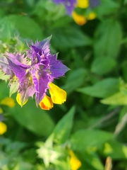 Melampyrum nemorosum
