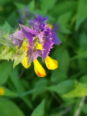 Melampyrum nemorosum